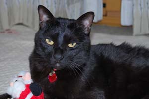 黒猫 京都猫侍無頼控